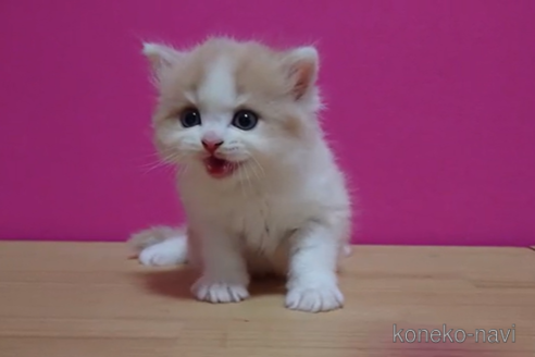 成約済の東京都のスコティッシュフォールド-92440の7枚目